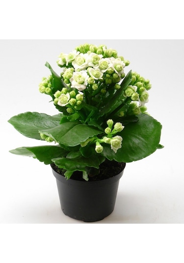 Kalanşo Çiçeği 4 Adet Pembe.Beyaz.Kırmızı.Sarı Renk