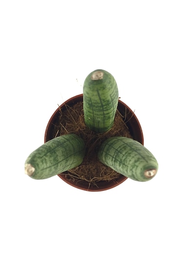Sansevieria Cylindrica (Paşa Kılıcı) Ø5,5 CM H10-15 CM