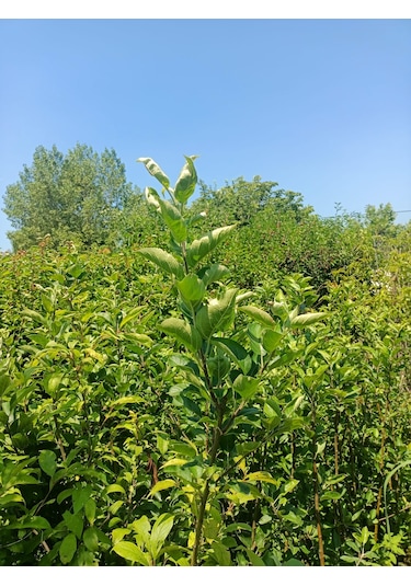 Yeşil Deniz Fidancılık Tüplü Can Erik Fidanı 100-150 Cm