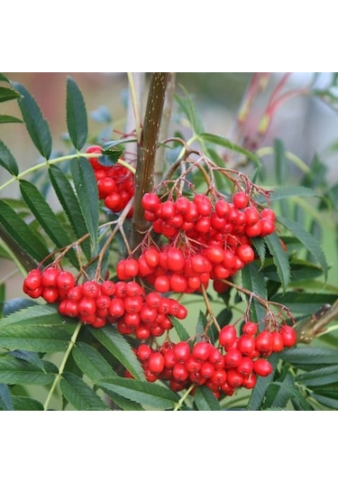 Üvez Fidanı: Meyvesi İle Güzelliği İle Bahçenize Değer Katın