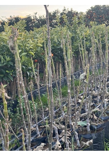 Tüplü Kahramanmaraş İri Meyveli Abbas İnciri Fidanı 80-100 Cm