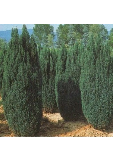 2 Yaş Elvudi Çamı, Chamaecyparis Lawsoniana 70-100 cm