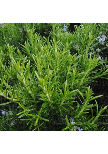 Aromatik Saksılık Abraxas Biberiye Fidesi 3  Fide