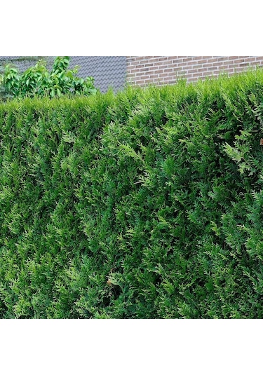 Yeşil Mazı Çit Bitkisi 80-100 Cm 4-5 Yaş Thuja Orientalis