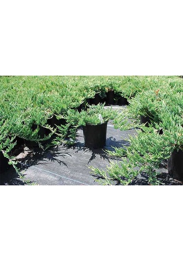Yayılıcı Ardıç Juniperus Horizontalis - Yer Örtücü Bitki 10 Adet