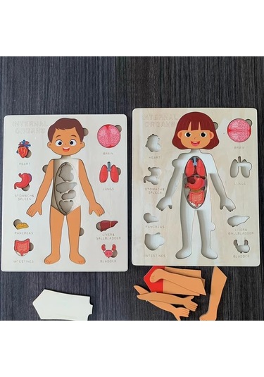 Willowhaven İnsan Vücudu Yapbozu - Çocuklar İçin Eğitici Öğrenme Oyuncağı
