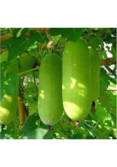 Nadir Çin Kavunu Tohumu Ekim Seti