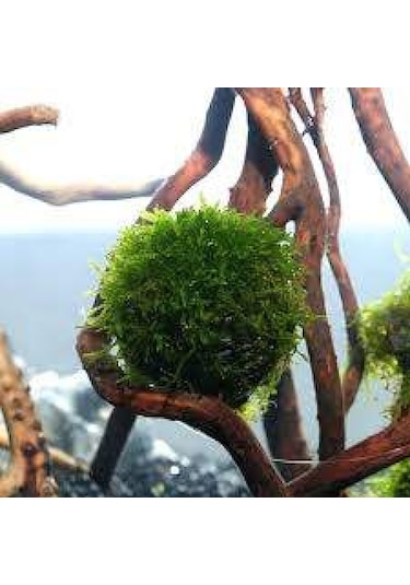 Y-moss "vantuzlu Topa Tutturulmuş Karides Yuvası / 47500