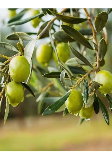 2 Adet Gemlik Trilye Zeytin Fidanı Tüplü 2 Yaş