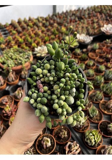 Senecio Rowleyanus-boncuk Sukulent-tesbih Sukulent 1 Adet