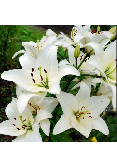 Beyaz Çiçekli Lily Oriental White Kokulu Zambak Soğanı 1 Aadet