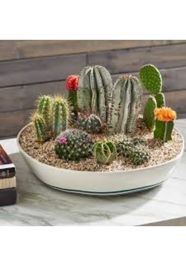 Genta Kaktüs ve Succulent Bitkileri için Toprak 5L