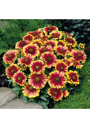 Ayyıldız Çiçeği Tohumu Ay Yıldız Çiçek Tohumu Yetiştirme Kiti