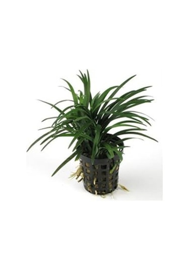 Japonica Saksı Canlı Bitki P122 Diğer