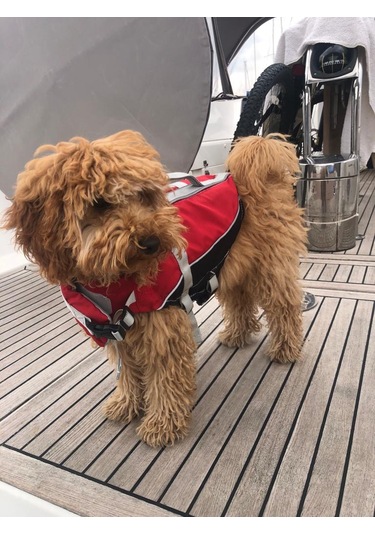 Lalizas Köpek & Kedi Can Yeleği
