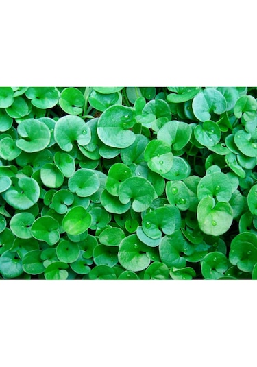 Canlipetshop Dichondra Repens 1 Saksı 30-40 Kök