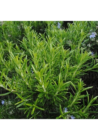 Aromatik Saksılık Abraxas Biberiye Fidesi 3  Fide