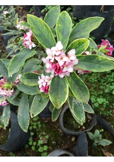 Kafkas Gülü Daphne Kokulu 20-35 Cm Tüplü