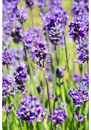 5 Adet Lavanta Çiçeği Fidanı Lavandula Officinalis Fidanı 30-40 Cm