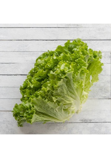 Bykurt Sunagri Kıvırcık Marul Tohumu - Gevrek Yapraklı Sıcak Toleranslı Sofralık Kalite Kıvırcık Marul Tohumu