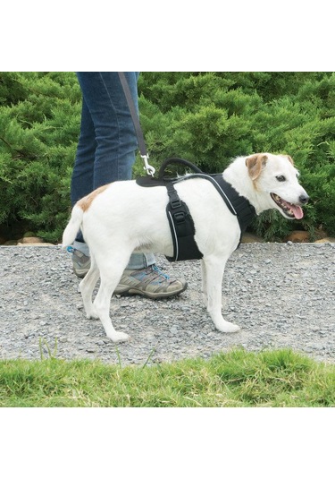 Petsafe easysport 2024