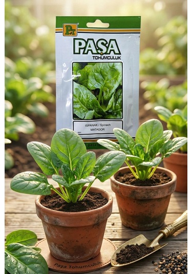 Paşa Ispanak Tohumu 10 Gr