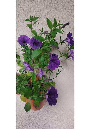 Petunya Fidesi 30-45cm Dikime Hazir Dolgun Form