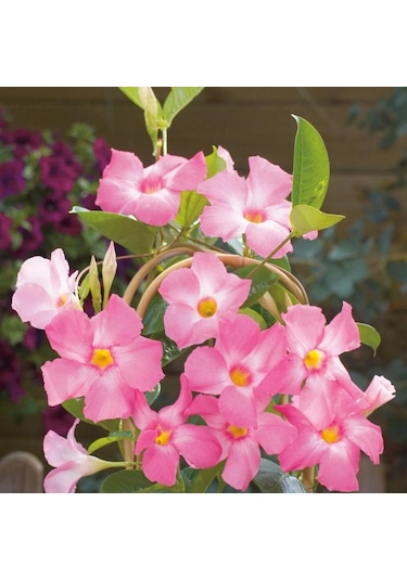 Mandevilla Çiçeği Sundavilla Mandavilla Pembe 50-70 Cm Saksıda