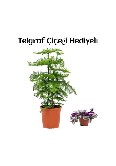 Parlak Yapraklı Salon Çamı Sevgililer Gününe Özel Telgraf Hediyeli