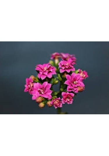 Pembe Kalanşo Çiçeği 3 Adet