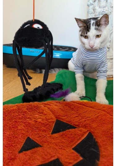 Miyav Kabak Desenli Kedi  Minderi