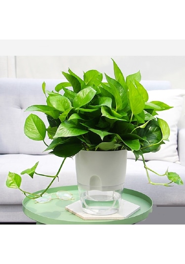 Şeffaf Plastik Çift Katmanlı Su Depolama Otomatik Su Emici Saksı, Boyut: A705 Kalibre 10.5cm Beyaz Şeffaf Havza