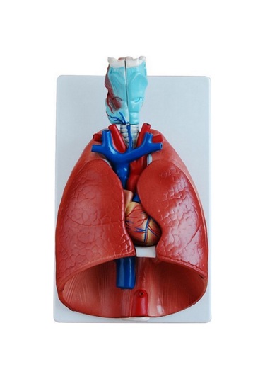 Ece-Eğitim Girtlak (Larenks) Kalp Akciğer Modeli 7 Parça