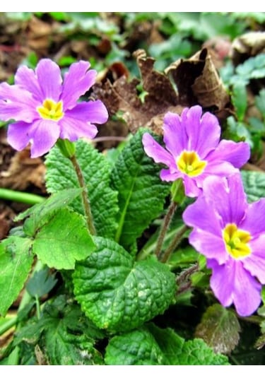 2 adet Canlı Çuha Çiçeği Primula - 5-15 Cm Boyunda, Dikime Hazı