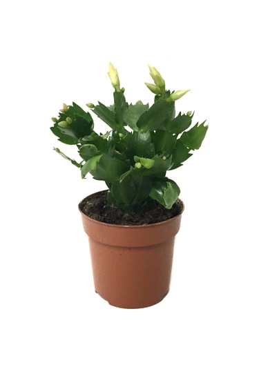 Schlumbergera 'White' (Yılbaşı Çiçeği) Ø8,5 CM Y15-20 CM