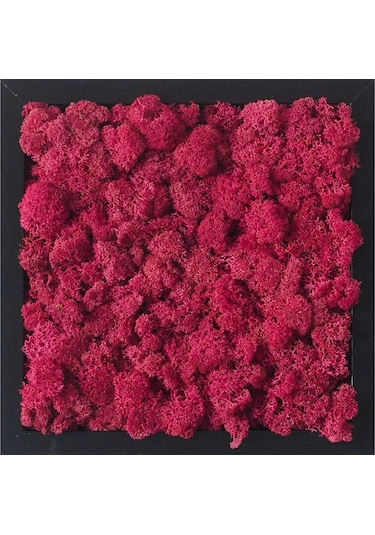 Reindeer Moss Mürdüm Şoklanmış Norveç Yosunu 30gr