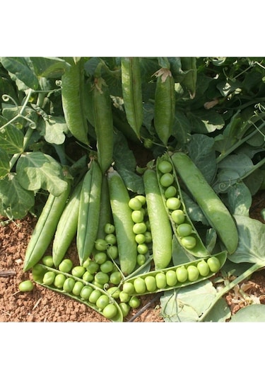 100 Adet Iri Taneli Utrillo Bezelye Sebze Tohumu