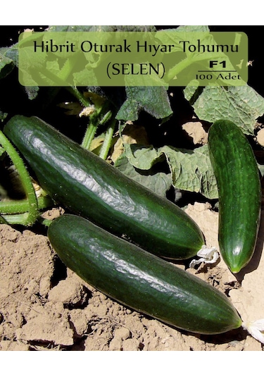Hibrit F1 Oturak Salatalık Tohumu 100 Adet Hibrit Hıyar