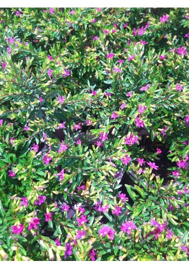 Mezar - Kabir Bitki Seti - 20 Adet Cennet Çiçeği Kufeya