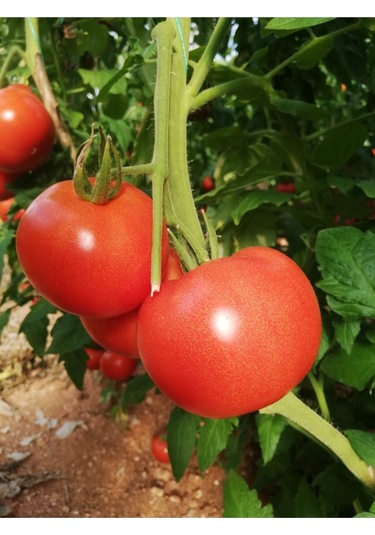 Salkım Domates Tohumu 30 Adet