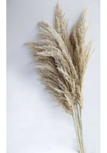 Pampas 10 Adet