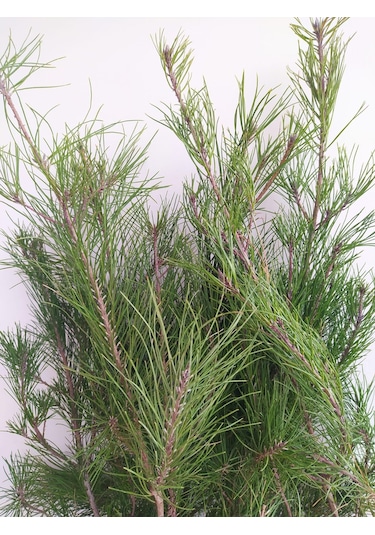 Fidan Kızıl Çam Fidanı 80 -100 Cm Boy 1 Adet