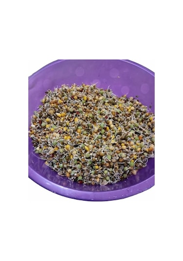Kuşlara Çimlendirmelik Filizlendirmelik 11 Çeşit Tohum 1 KG