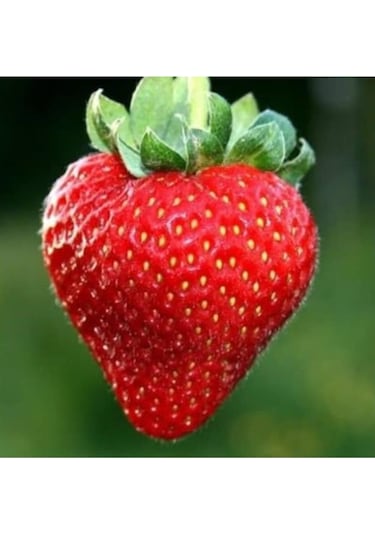 10 ADET RUBNUGEN ÇİLEK FİDANI AÇIK KÖK