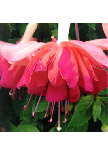 Xxl Dev Çiçeki Marbeller Salmon Orange King Küpe Çiçeği Fidesi 1 Adet