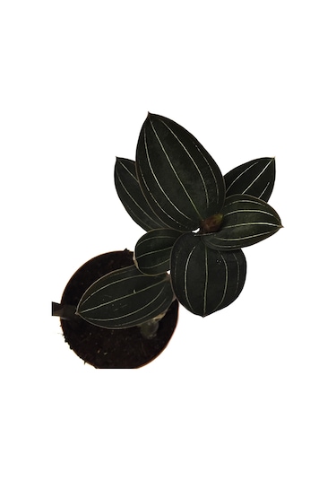 Ludisia Discolor (Mücevher Orkide Çiçeği) Ø12 CM Y15-20 CM