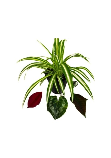 Orta Boy Chlorophytum Comosum Kurdele Çiçeği 15-25 Cm