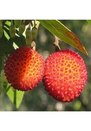 10 Adet Tohum Nadir Kırmızı Dağ Çilek Tohumu Dağ Çileği Tohumu Hediye Tohumlu