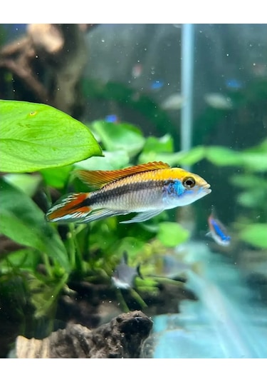 Shark Akvaryum Aydinlatma Full Spectrum 4 Renk Armatür 554875577