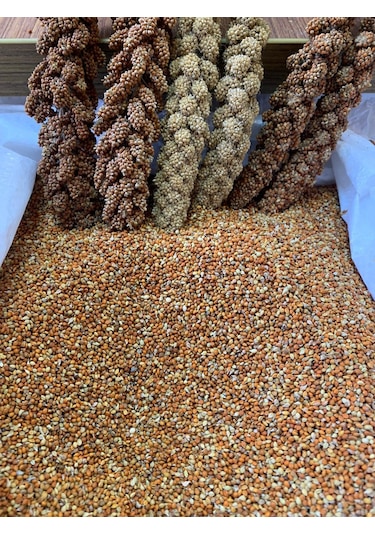 Dal Darıdan Elenmiş Kızıl Darı 500 G